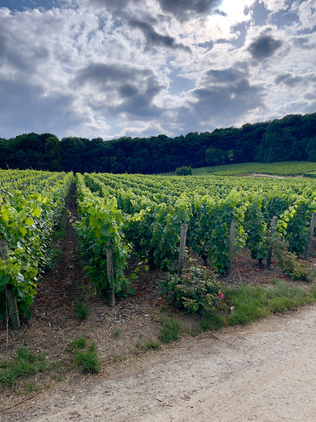 Exploring the Wine Regions of the World