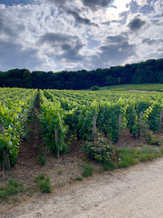 Exploring the Wine Regions of the World