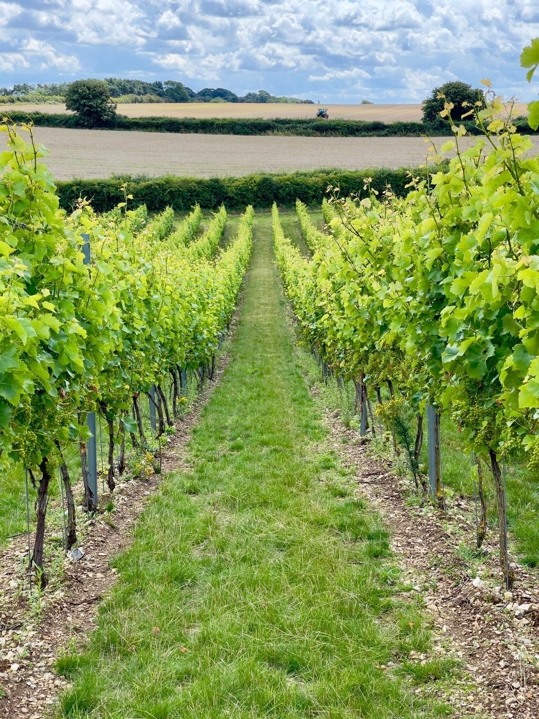Discover Burn Valley Vineyard: The Taste of Norfolk
