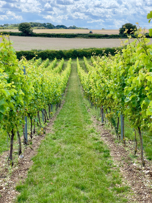 Discover Burn Valley Vineyard: The Taste of Norfolk