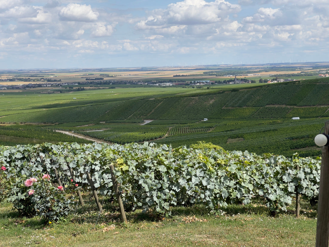 Lancelot Pienne Champagne: Côte des Blancs Elegance in Every Glass