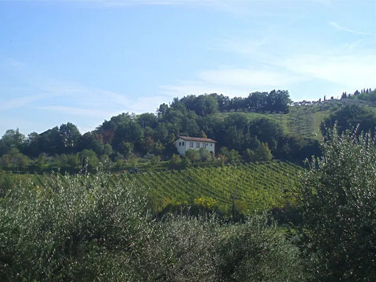 Bissoni: Elegant Organic Sangiovese from Emilia-Romagna